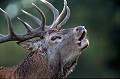 Un gros plan, pour faire plaisir au photographe. 
Mammifère, cerf, eau, forêt,  
 